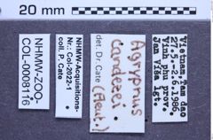 Etiketten zu Agrypnus candezei (NHMW-ZOO-COL-0008116)